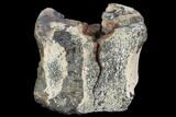 Bargain, Edmontosaurus (Hadrosaur) Vertebra - Montana #100909-2